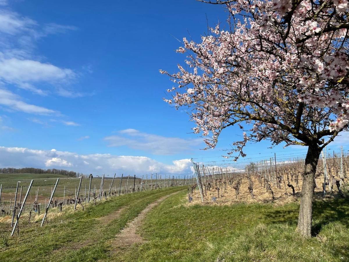 Weingut&straußwirtschaft Vogel Apartment *